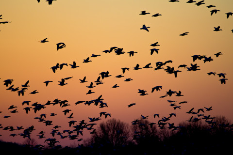 birds migrating